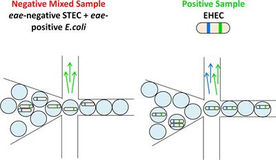Multiplexed Single Intact Cell Droplet Digital PCR (MuSIC ddPCR) Method for Specific Detection of <mark class="highlighted">Enterohemorrhagic E. coli (EHEC)</mark> in Food Enrichment Cultures